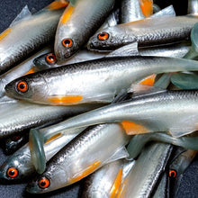 Load image into Gallery viewer, Angry Lures . Angry Bleak 10cm - 6g .