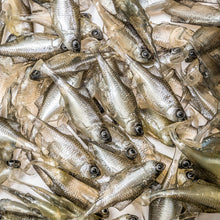 Load image into Gallery viewer, Angry Lures . Angry Bitterling . 5cm - 2g