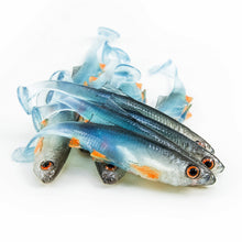 Load image into Gallery viewer, Angry Lures . Angry Bleak 6.5cm - 2g
